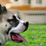Dog guarding the house
