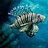 Lion fish