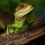 Green reptile